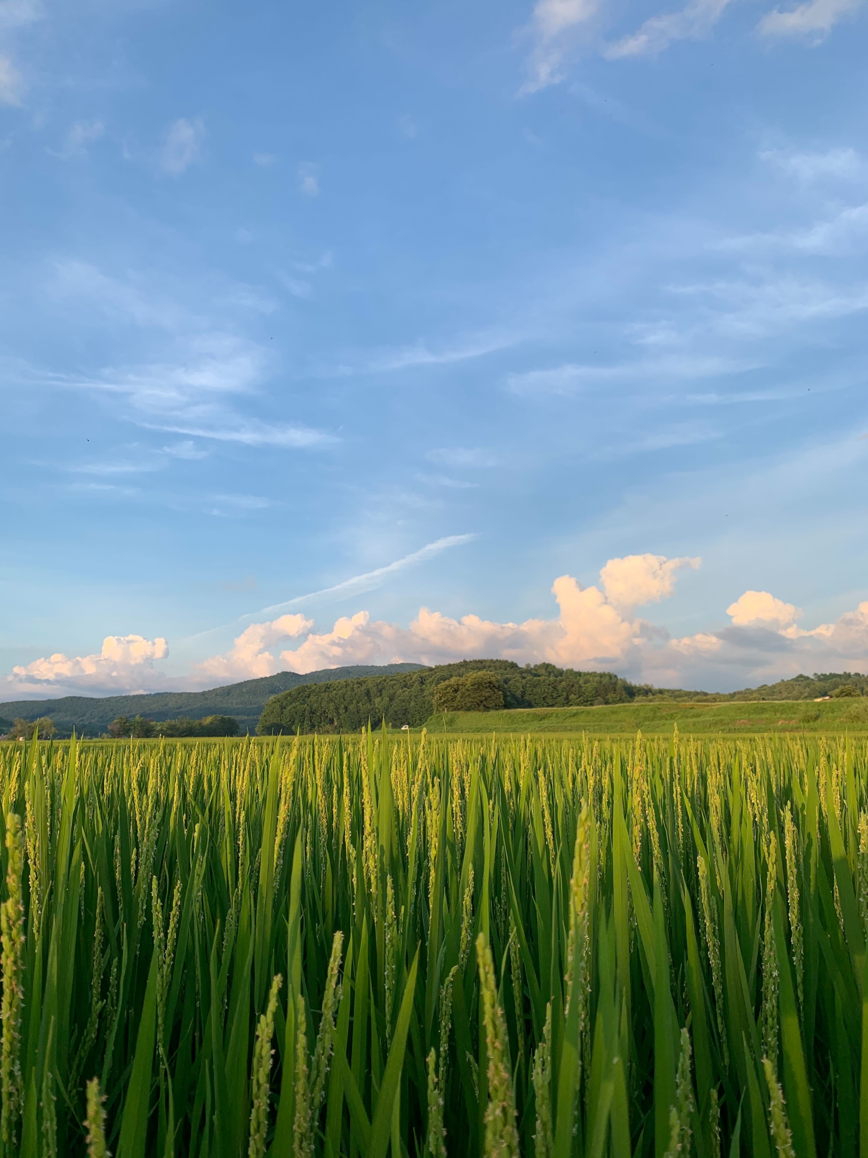 Hokkaido rice fields