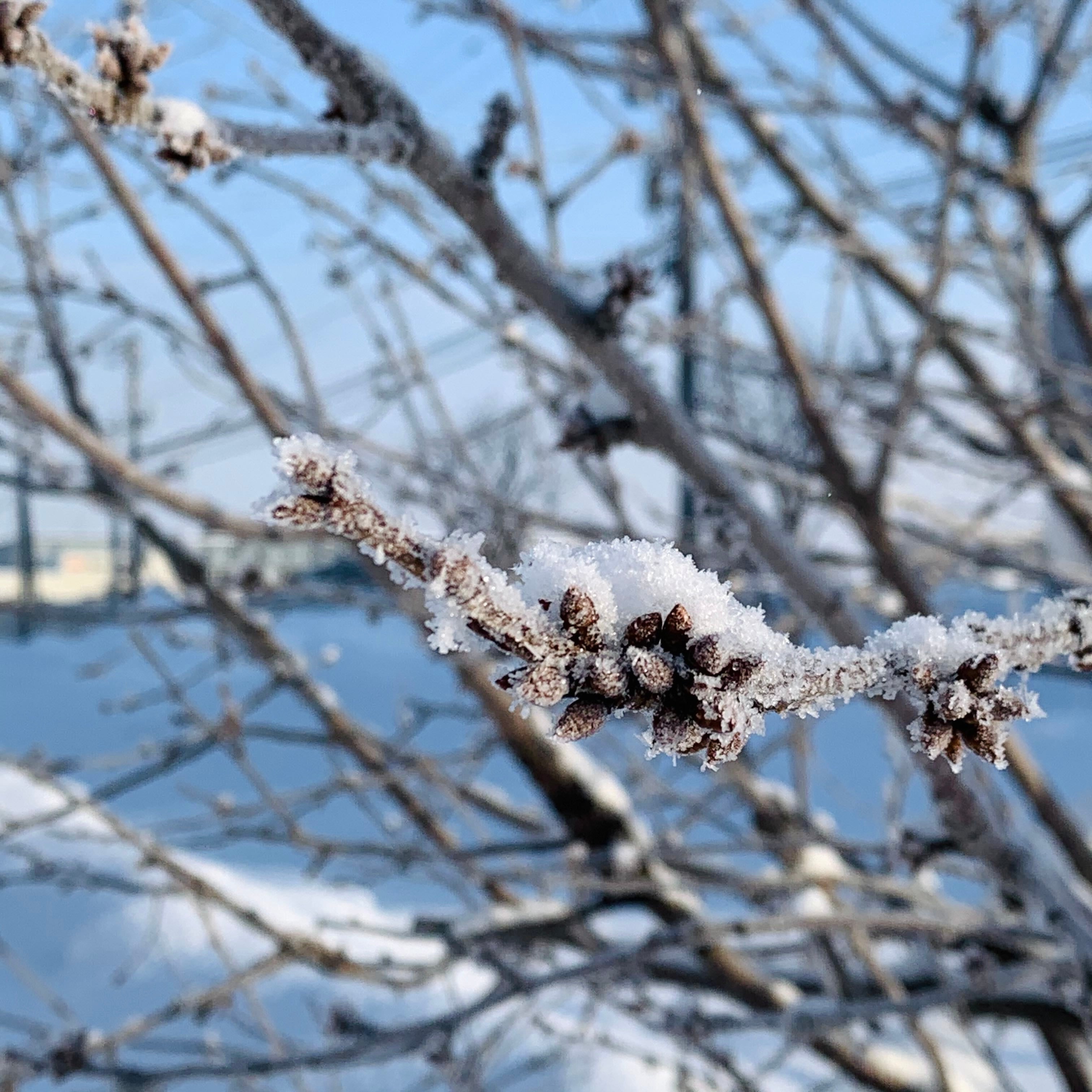 Hokkaido snow on trees